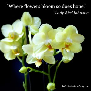 05-flowers-bloom-hope