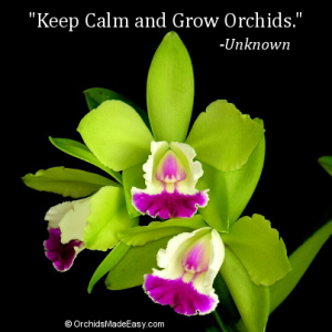 14-grow-orchids